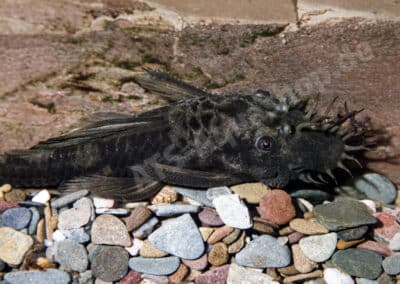 Ancistrus sp. (LDA016)