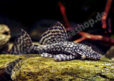 Ancistrus sp. (LDA093)