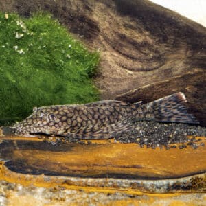 Vier neue L-Nummern für lange bekannte Ancistrus-Arten