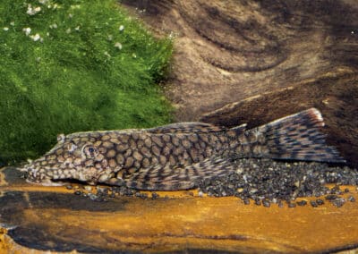 Vier neue L-Nummern für lange bekannte Ancistrus-Arten