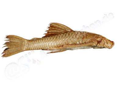 Ancistrus stigmaticus Eigenmann & Eigenmann, 1889