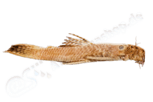 Ancistrus tamboensis