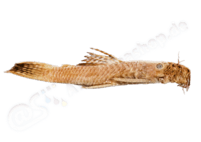 Ancistrus tamboensis Fowler, 1945