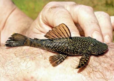 Ancistrus taunayi Miranda Ribeiro, 1918