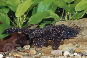 Ancistrus temminckii