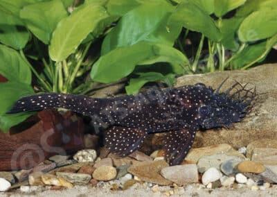 Ancistrus temminckii (Valenciennes, 1840)