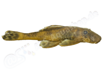 Ancistrus tombador Fisch-Muller, Cardoso, da Silva & Bertaco, 2005