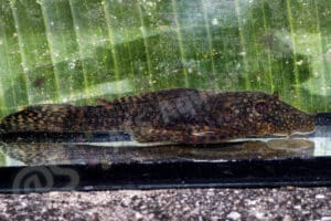 Ancistrus trinitatis