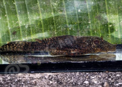 Ancistrus trinitatis (Günther, 1864)