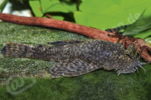 Ancistrus triradiatus