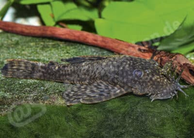 Ancistrus triradiatus (LDA072) Eigenmann, 1918