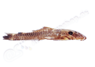 Ancistrus variolus (Cope, 1872)