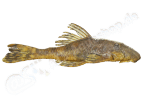 Ancistrus verecundus