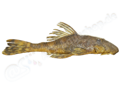 Ancistrus verecundus Fisch-Muller, Cardoso, da Silva & Bertaco, 2005