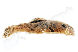 Ancistrus vericaucanus