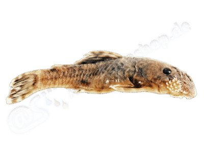 Ancistrus vericaucanus Taphorn, Armbruster, Villa-Navarro & Ray, 2013