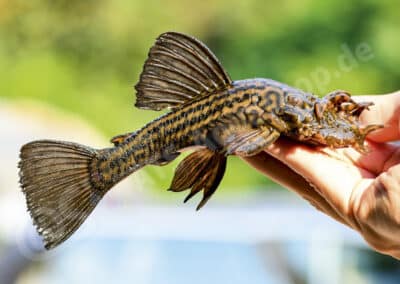 Ancistrus yanesha (L267) Neuhaus, Meza-Vargas, Herrer & Lujan, 2023