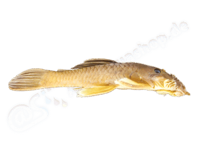 Ancistrus yutajae Souza, Taphorn & Armbruster, 2019