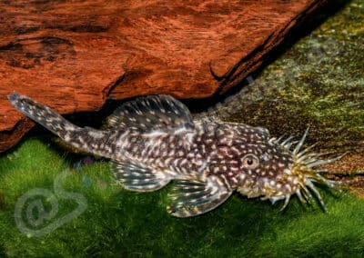 Ancistrus claro (LDA008) Knaack, 1999