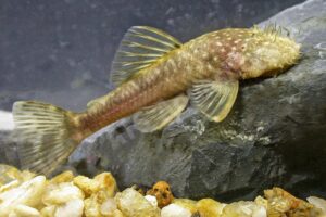 Ancistrus cryptophthalmus