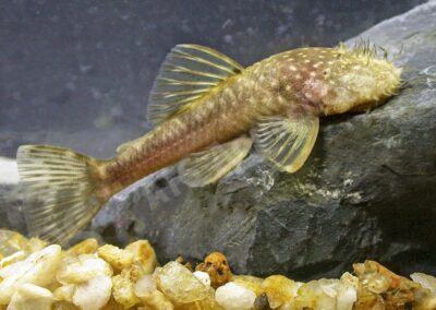 Ancistrus cryptophthalmus Reis, 1987