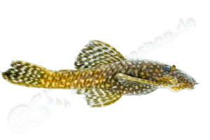 Ancistrus krenakarore