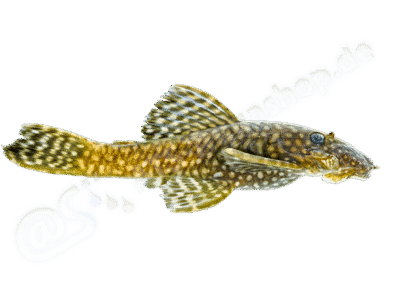 Ancistrus krenakarore Oliveira, Rapp Py-Daniel, Zawadzki & Zuanon, 2016