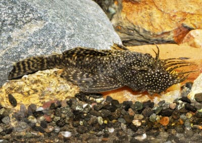 Ancistrus sp. “Aquarium strain”