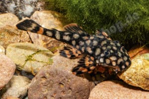 Ancistrus sp. (L 309)