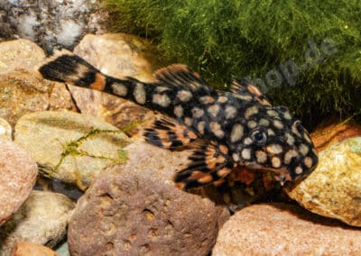 Ancistrus sp. (L309)