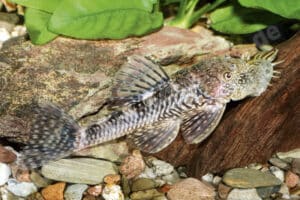 Ancistrus sp. "Bermejo"