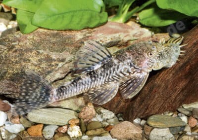 Ancistrus sp. “Bermejo” (UANC 001)