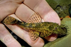 Ancistrus sp. "Madama"