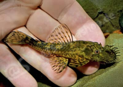 Ancistrus sp. “Madama” (UANC 002)