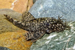 Ancistrus sp. "New Wormline"