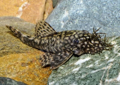 Ancistrus sp. „New Wormline“ (UANC 003)