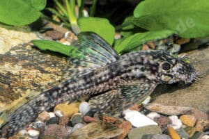 Ancistrus sp. "Pucallpa"