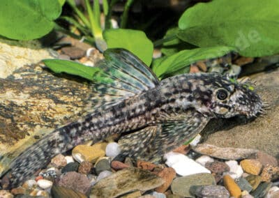Ancistrus sp. „Pucallpa“ (UANC 004)