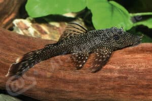 Ancistrus sp. "Rio Branco"