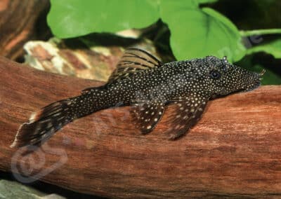Ancistrus sp. „Rio Branco“ (UANC 005)