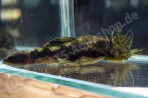 Ancistrus sp. "Río Chirgua"