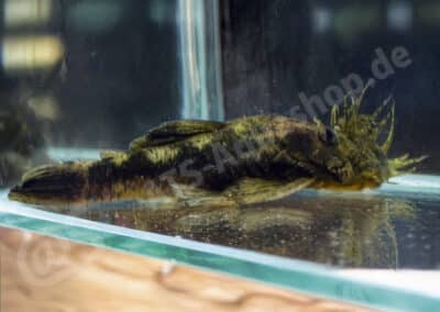 Ancistrus sp. „Río Chirgua“ (UANC 006)