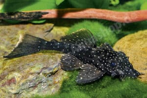 Ancistrus sp. "Río Ucayali"