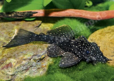 Ancistrus sp. „Río Ucayali“ (UANC 007)