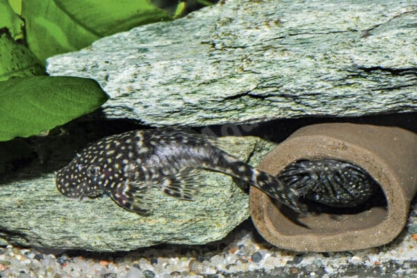 Ancistrus sp. "Aquarienstamm", Männchen Ancistrus sp. "Aquarienstamm", Männchen