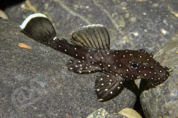 Ancistrus sp. (L 071) Ancistrus sp. (L 071)