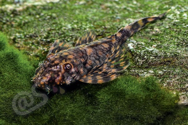 Ancistrus sp. "Aquarienstamm", Männchen Ancistrus sp. "Aquarienstamm", Männchen