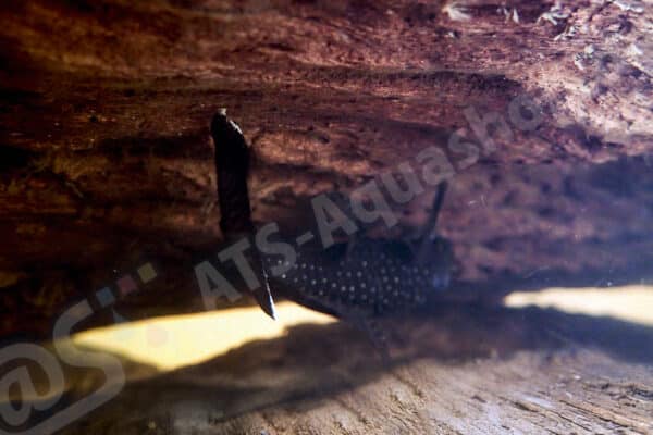 Ancistrus sp. "Rio Curua-Una" (L 485) Ancistrus sp. "Rio Curua-Una" (L 485)