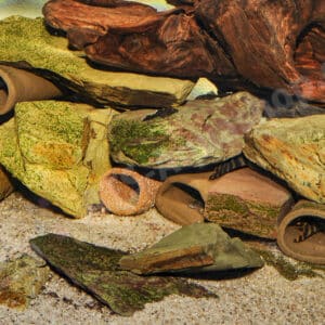 5 häufige Fehler bei der Haltung von Ancistrus im Gesellschaftsbecken