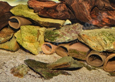 5 häufige Fehler bei der Haltung von Ancistrus im Gesellschaftsbecken